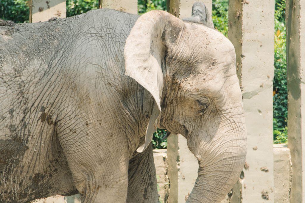 高雄 壽山動物園