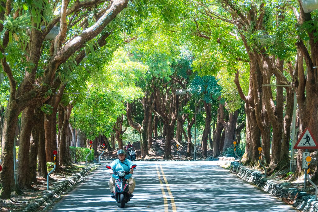 羅東運動公園 東丘 落羽松